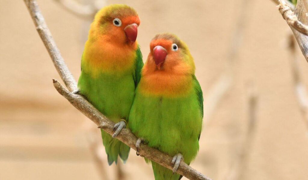 Two colorful lovebirds perched on a branch