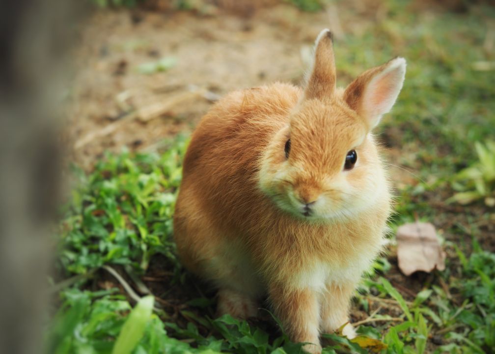 Rabbit forgetting your presence