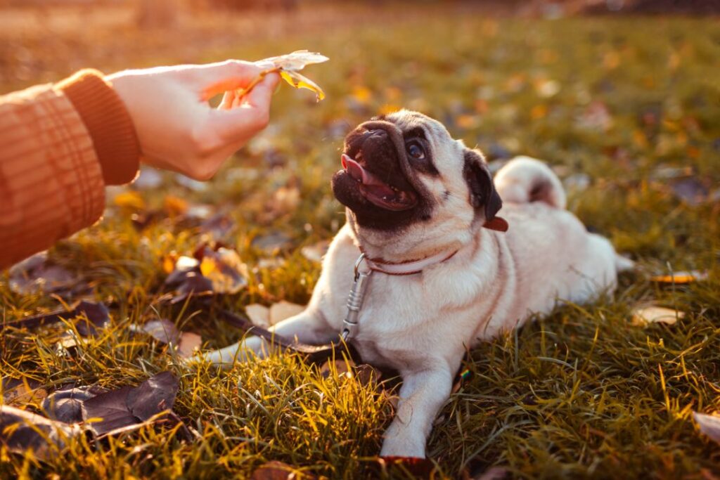 Dog stay command