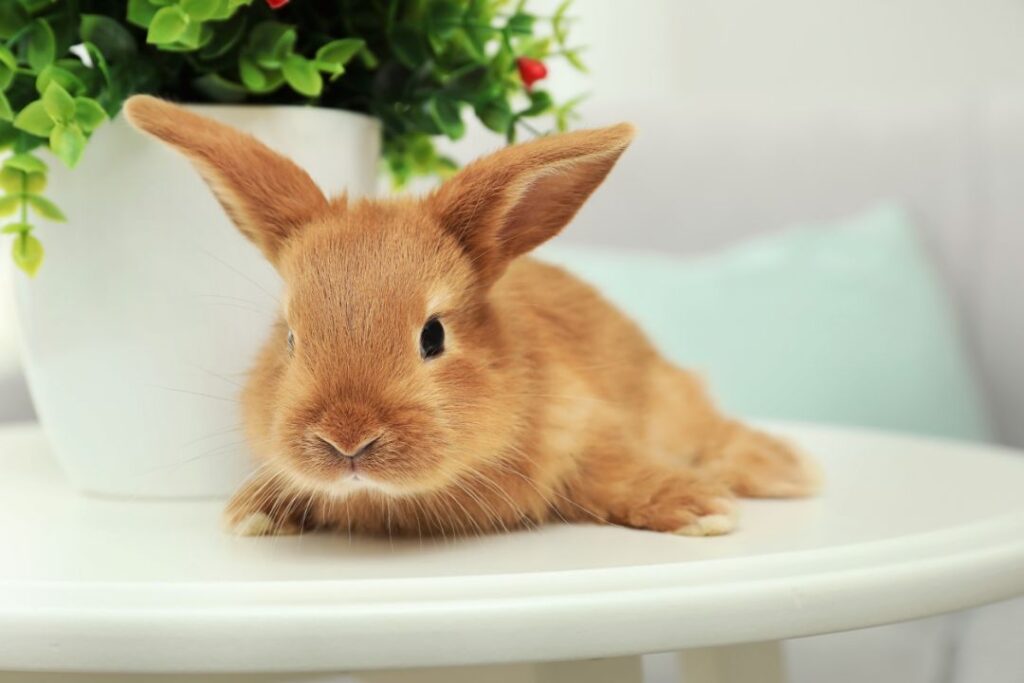 rabbit staring