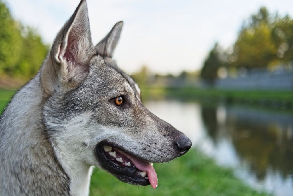 Sarloos Wolfdog