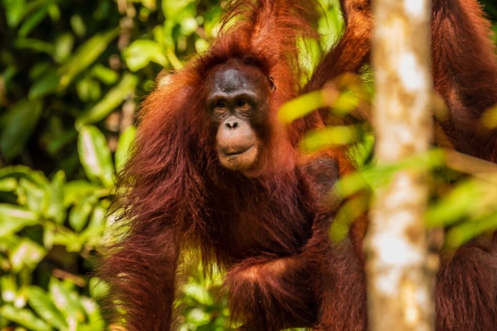 Orangutans