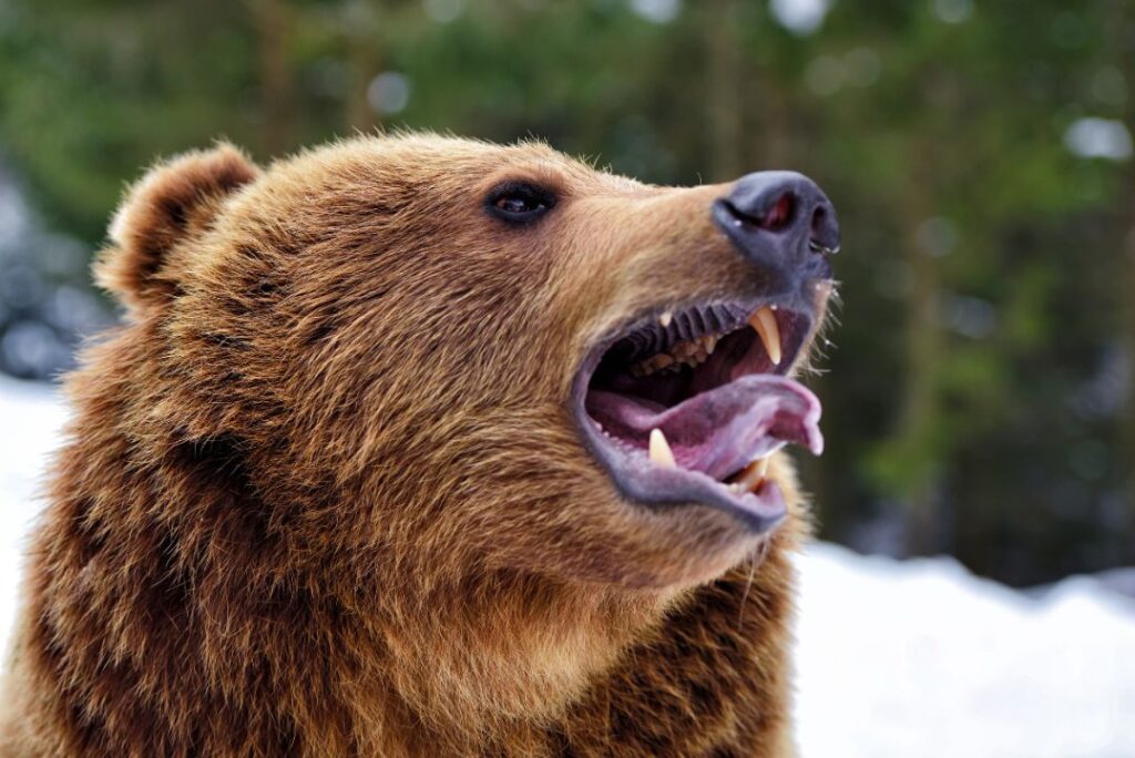 10 States With the Most Reported Bear Encounters (According to Wildlife Data)