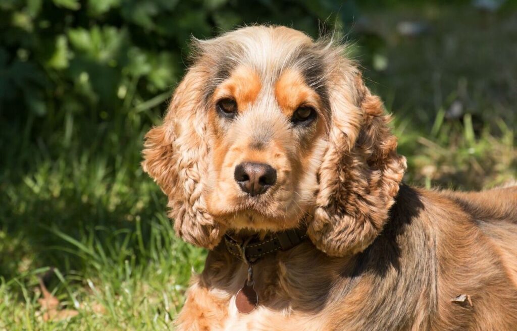 Cocker Spaniel with curly ears.