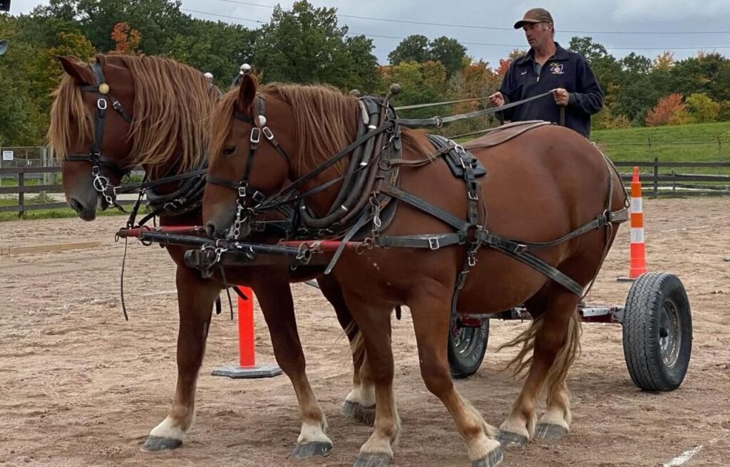Two Suffolk Punch horses in harness pulling a cart with a driver