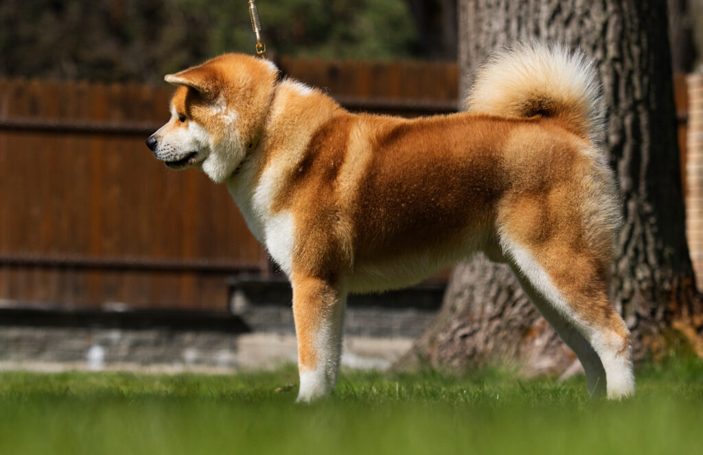 Akita
