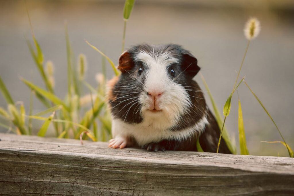 8 Ways to Tell If Your Guinea Pig is Truly Happy (And 5 Signs of Stress)