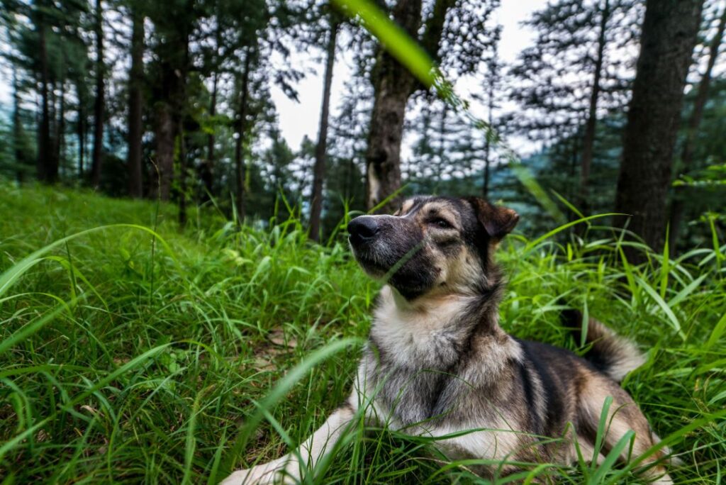 13 Dog Breeds That Can Survive in the Wild (And 7 That Are Born Royalty)