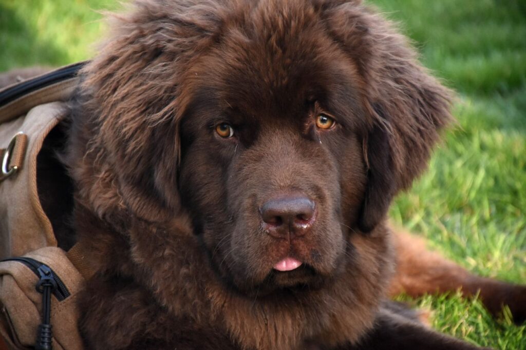 newfoundlang dog