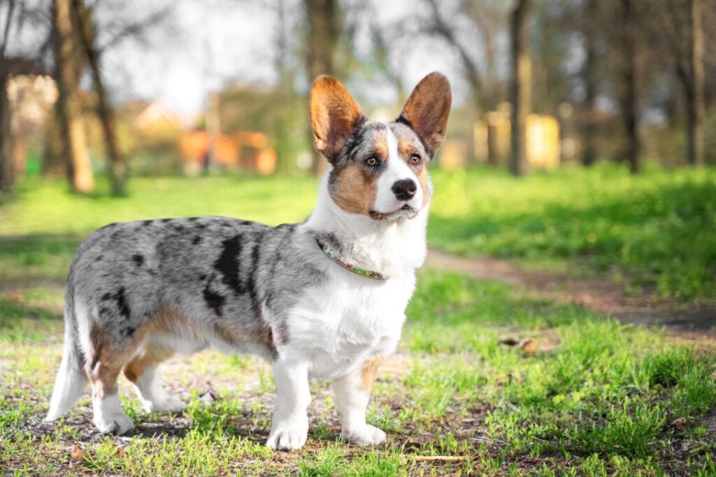 Pembroke Welsh Corgi 