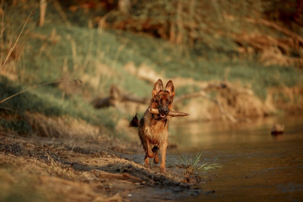 German Shepherd in wild