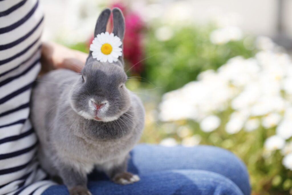 Rabbit owner bond