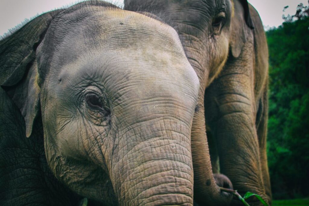 Elephant never forgets