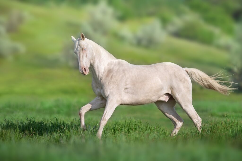 akhal teke