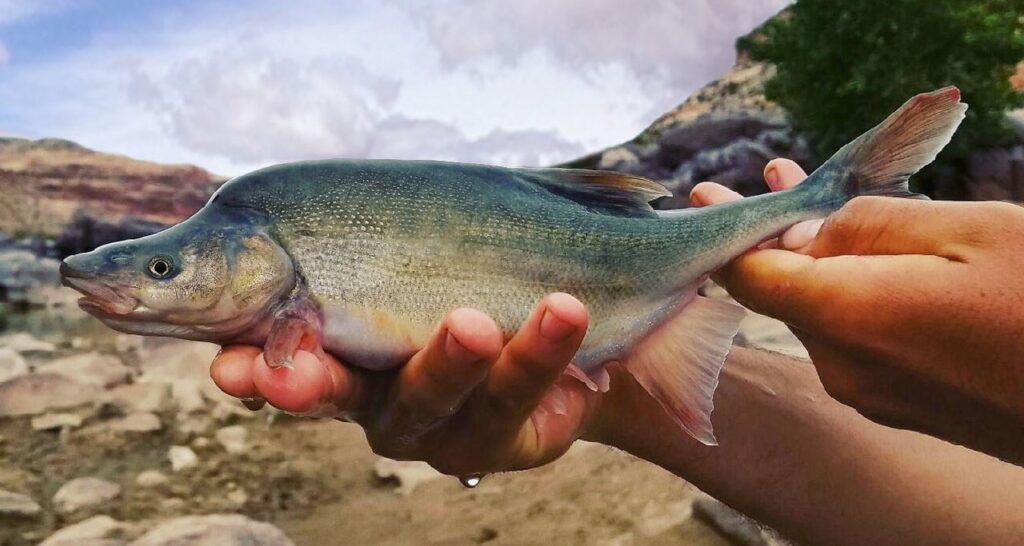 Humpback Chub Fish