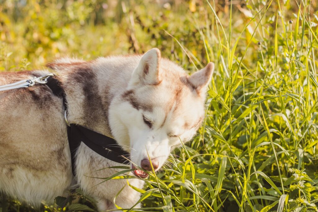 HUSKY