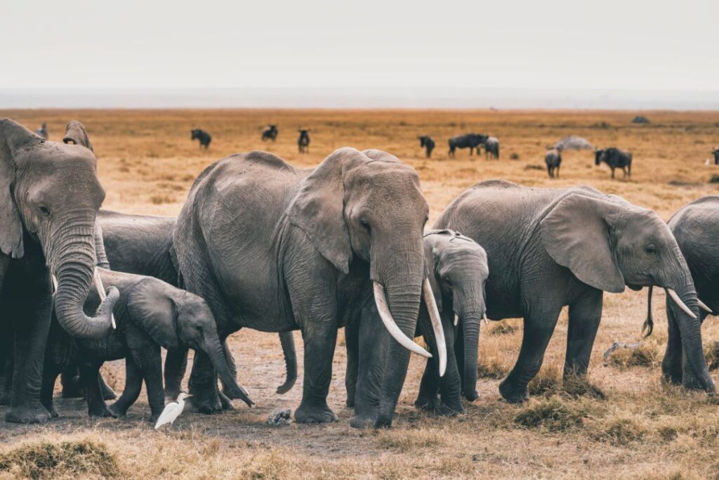 Elephants comfort each other in distress