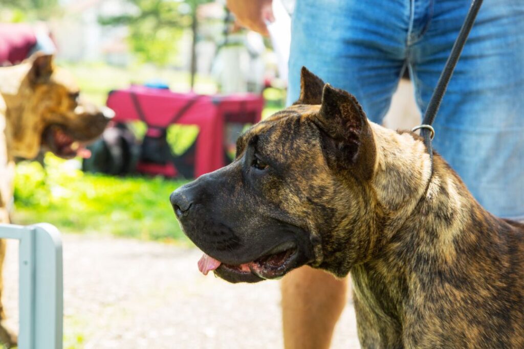 Presa Canario