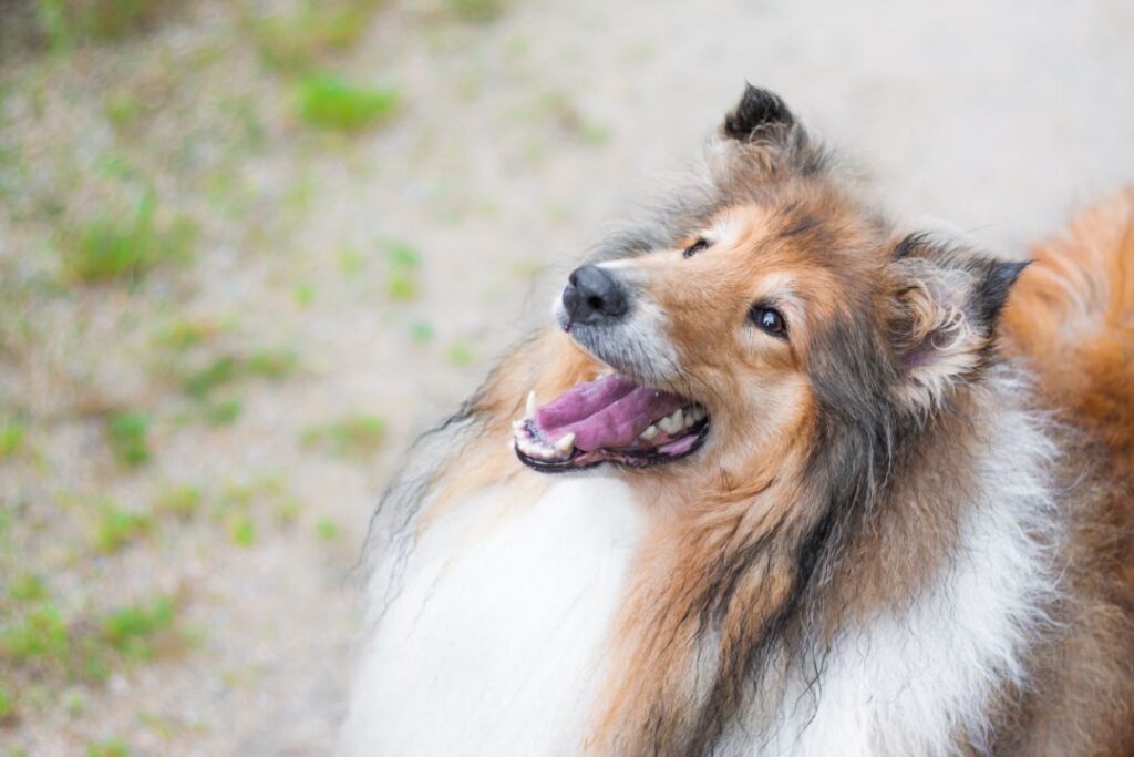 Rough Collie