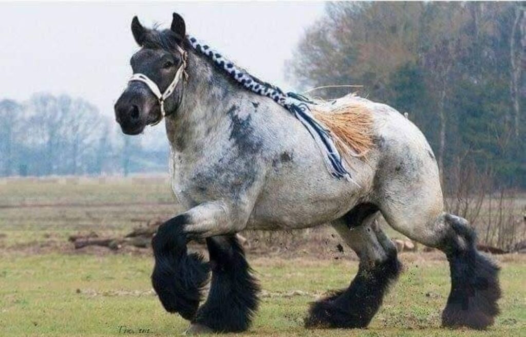 A dappled gray Ardennes horse with a braided mane trotting in a field