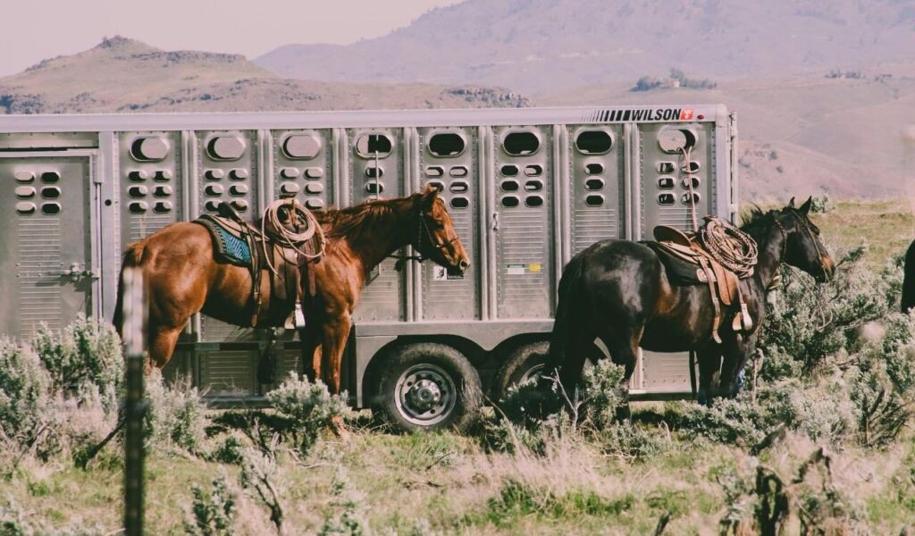 Two saddled horses tied to a trailer in a mountain field