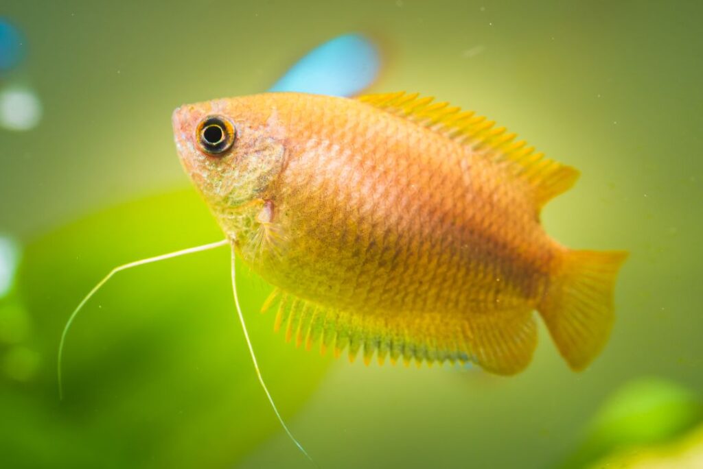 15 Aquarium Fish That Flourish in Planted Setups