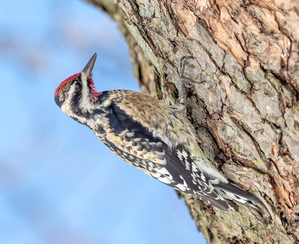 Yellow-bellied sapsucker male