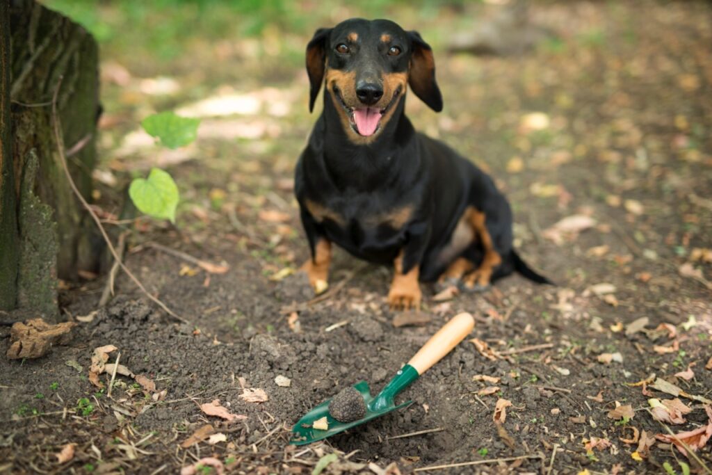 Dachshund digging