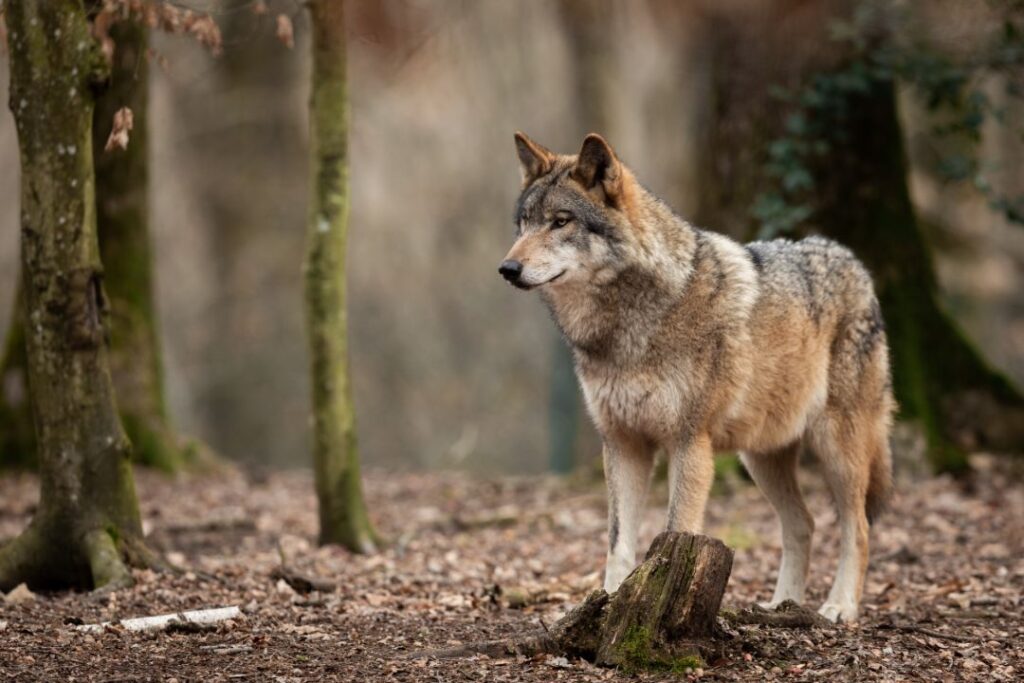 Labrador Wolf