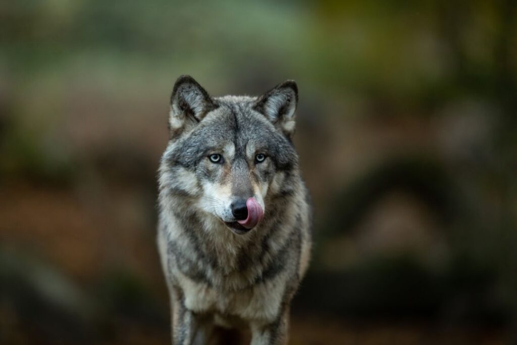 10 Interesting Facts About the Fascinating Labrador Wolf