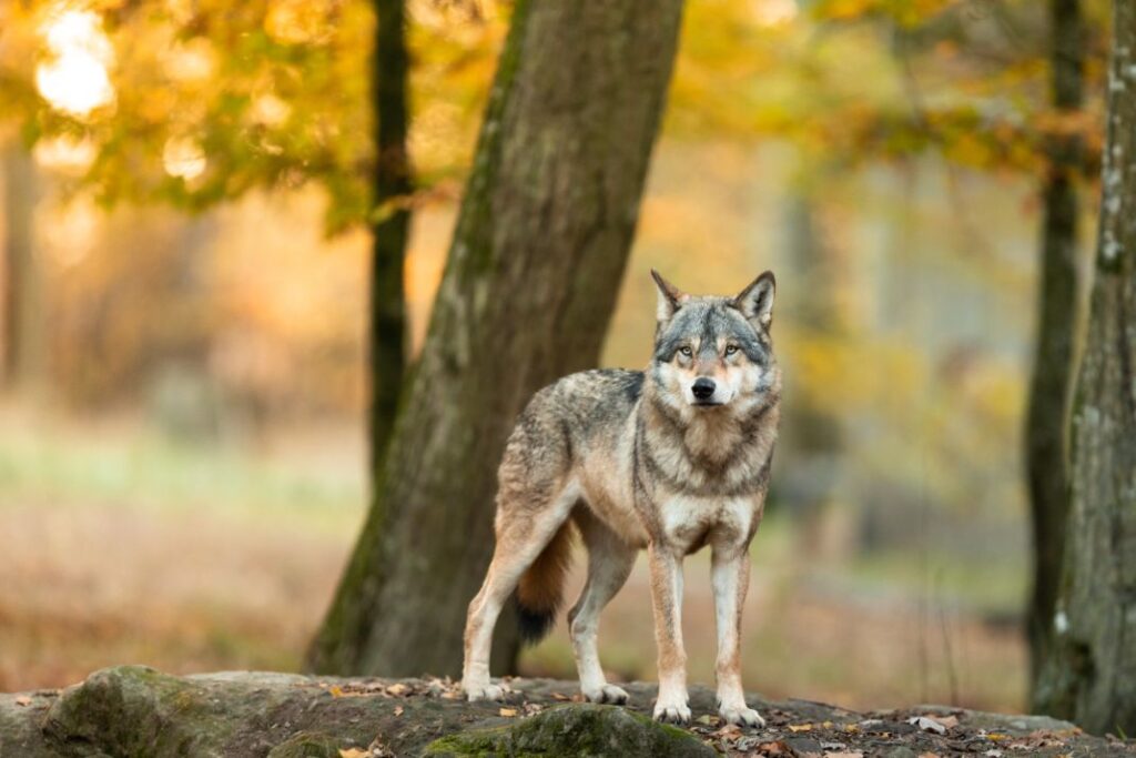 Labrador Wolf
