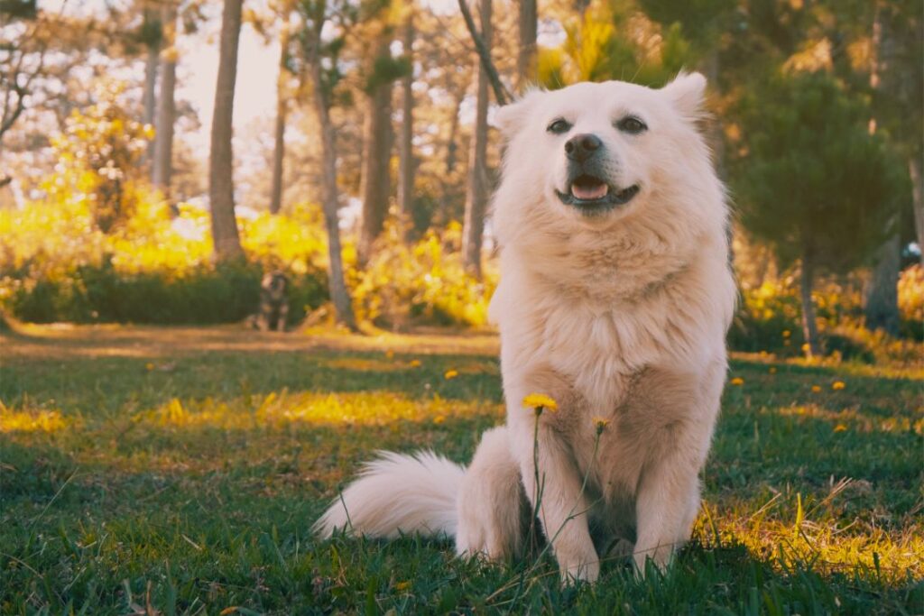 Maremma Sheepdog