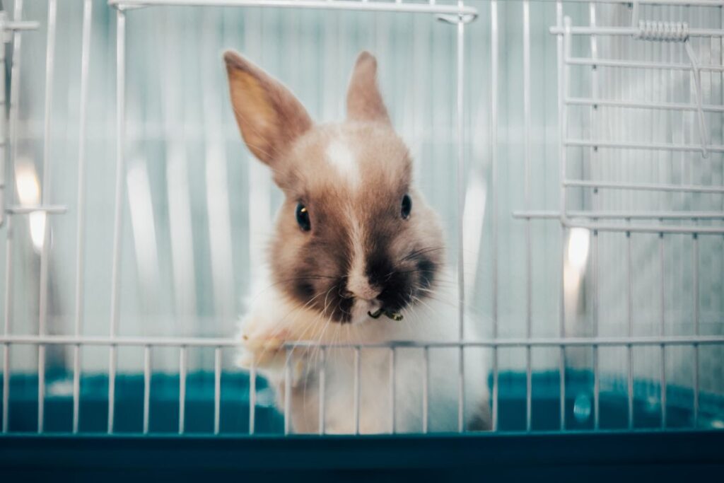 7 Ways to Keep Your Indoor Rabbit Active and Healthy
