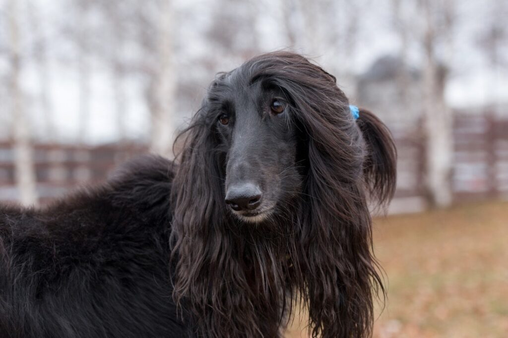 portrait-of-cute-afghan-hound