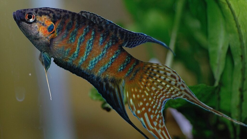 Paradise fish