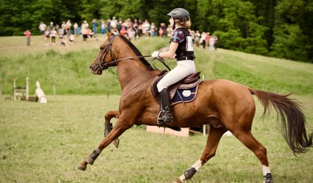 A rider in eventing gear on a Akhal-Teke horse galloping across a field.