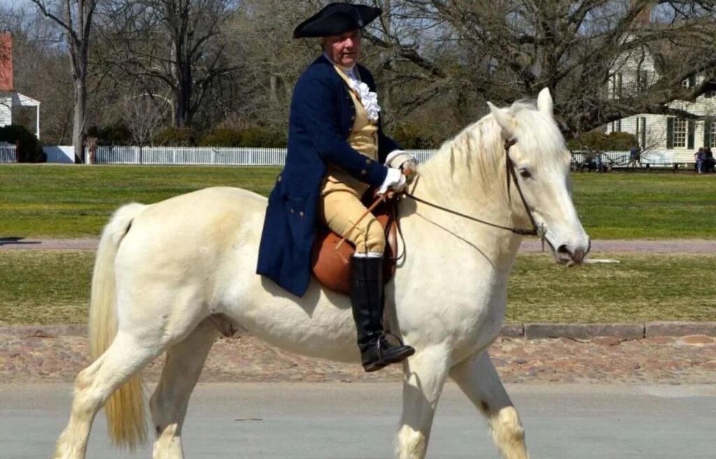 An American Cream Draft horse ridden by a man in historical attire.