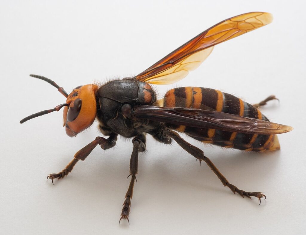 Queen of Japanese giant hornet, Vespa mandarinia japonica
