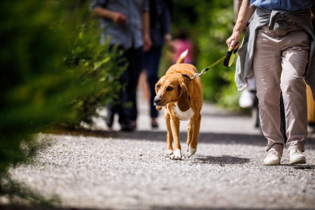 12 Reasons Skipping Outdoor Time Could Be Hurting Your Dog