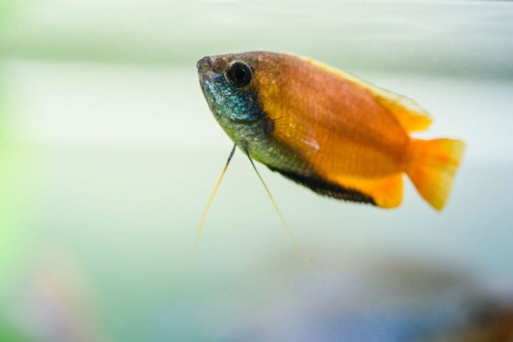 Honey Gourami