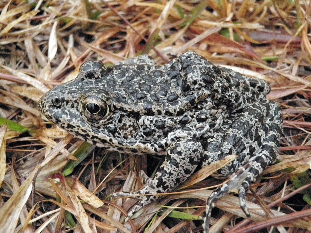 The Dusky Gopher Frog, once known as the Mississippi Gopher Frog