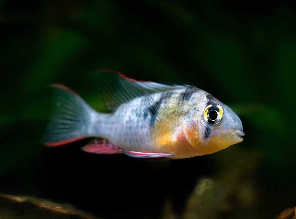Bolivian Ram Cichlid