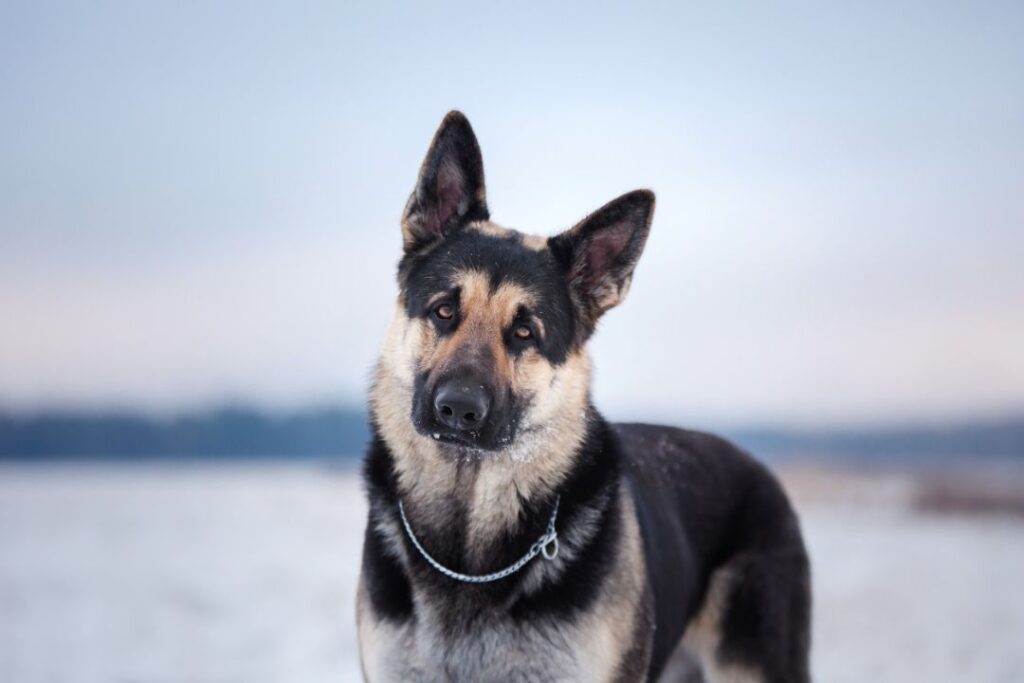 East European Shepherd 