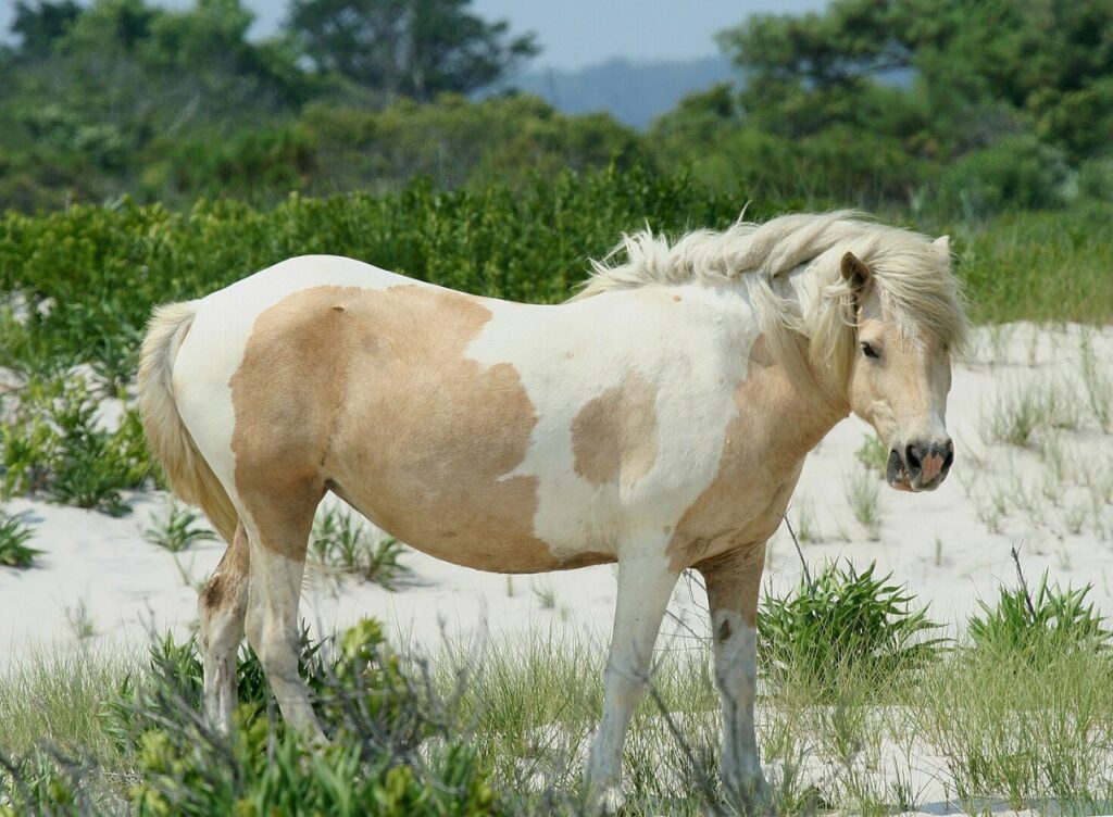Wild Pony at Assateague Island National Seashore, MD