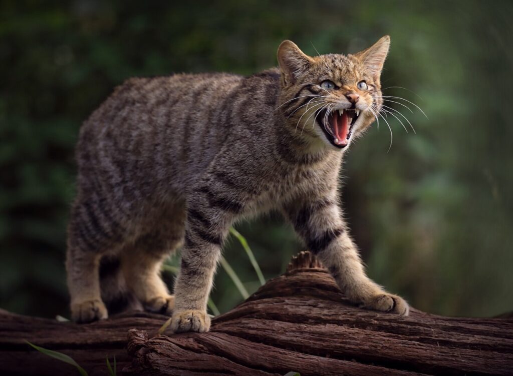 A European Wildcat (Felis silvestris silvestris)