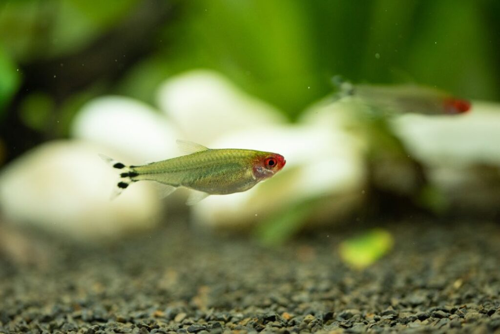 Rummy Nose Tetra