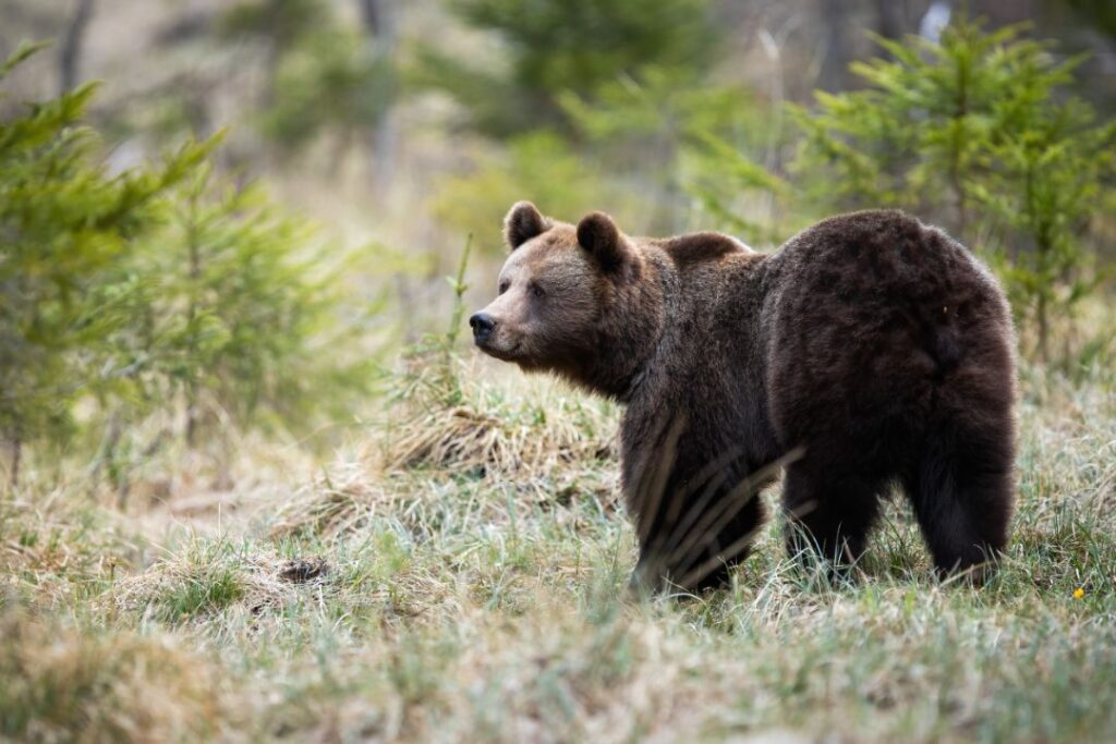 Brown Bear