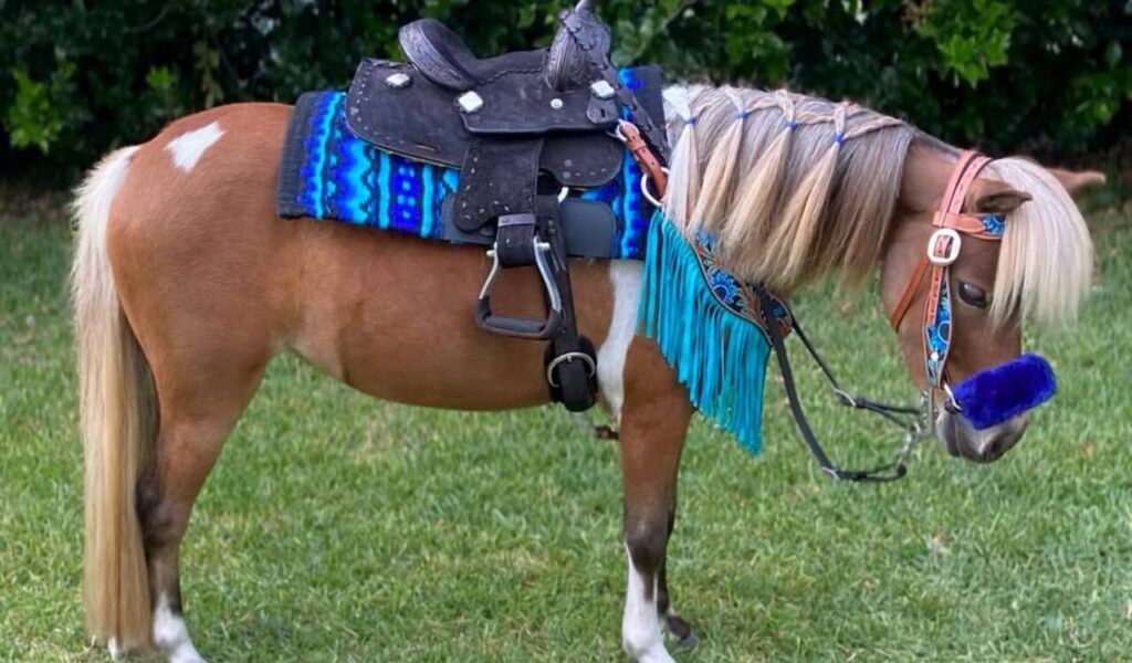 A small, decorated Shetland pony with a western saddle and braided mane.