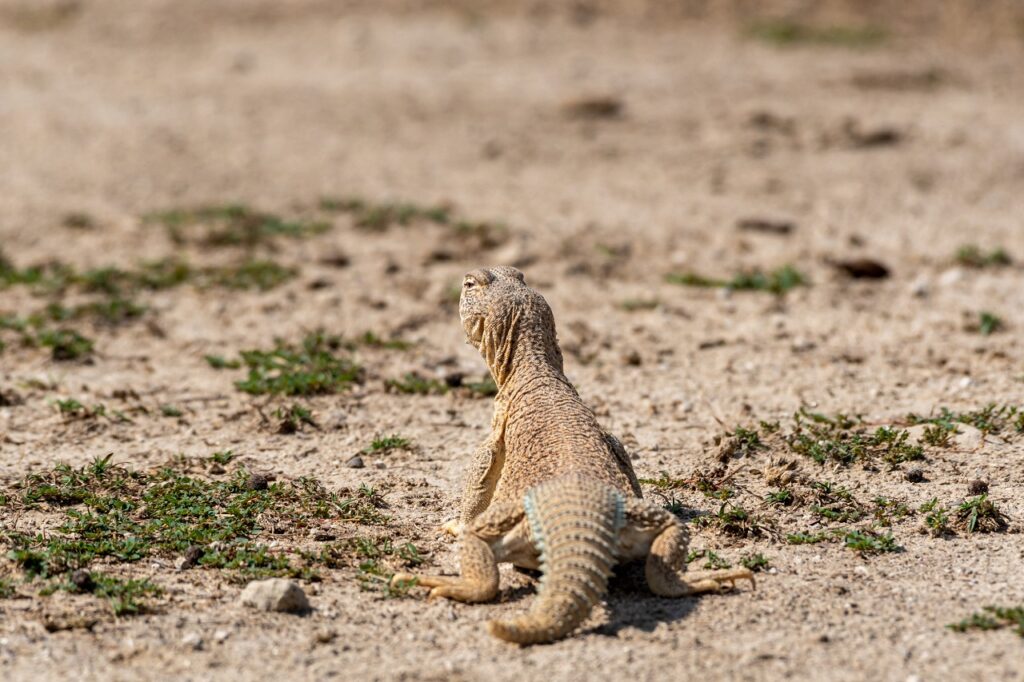 UROMASTYX