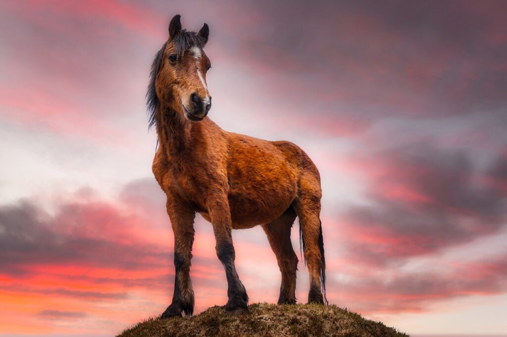 connemara-pony-